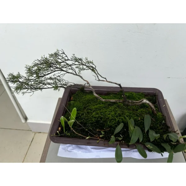 Cây Bonsai Phong Thủy Trang Trí Bàn