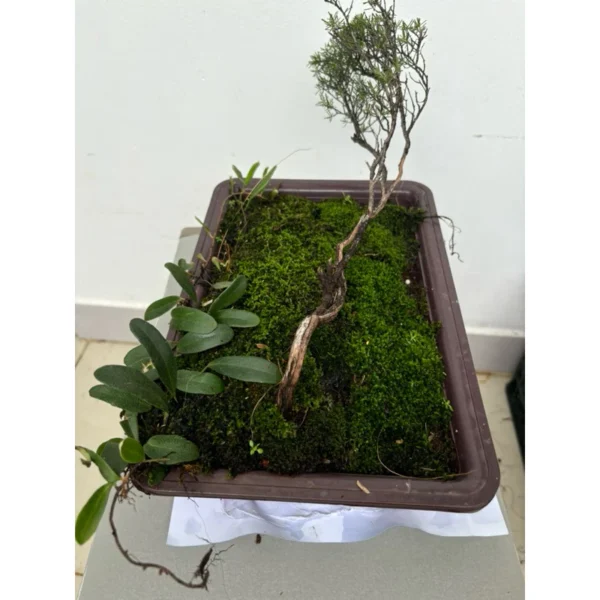 Cây Bonsai Phong Thủy Trang Trí Bàn