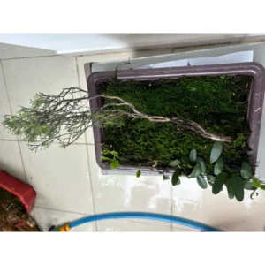 Cây Bonsai Phong Thủy Trang Trí Bàn